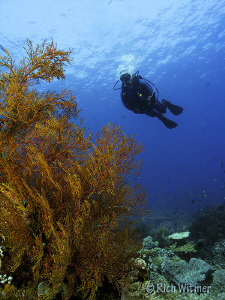 Diver and Sea Fan.  G9/DS160s/Olympus Wide Angle Lens. by Richard Witmer 